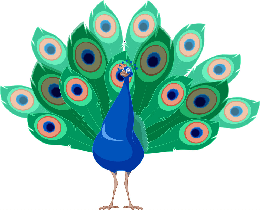 Happy Peacock clipart