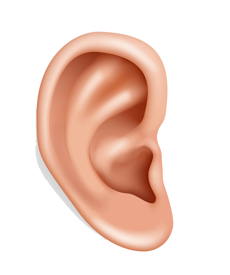 Human Ear clipart transparent 1