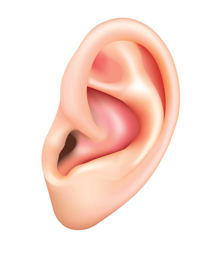 Human Ear clipart transparent
