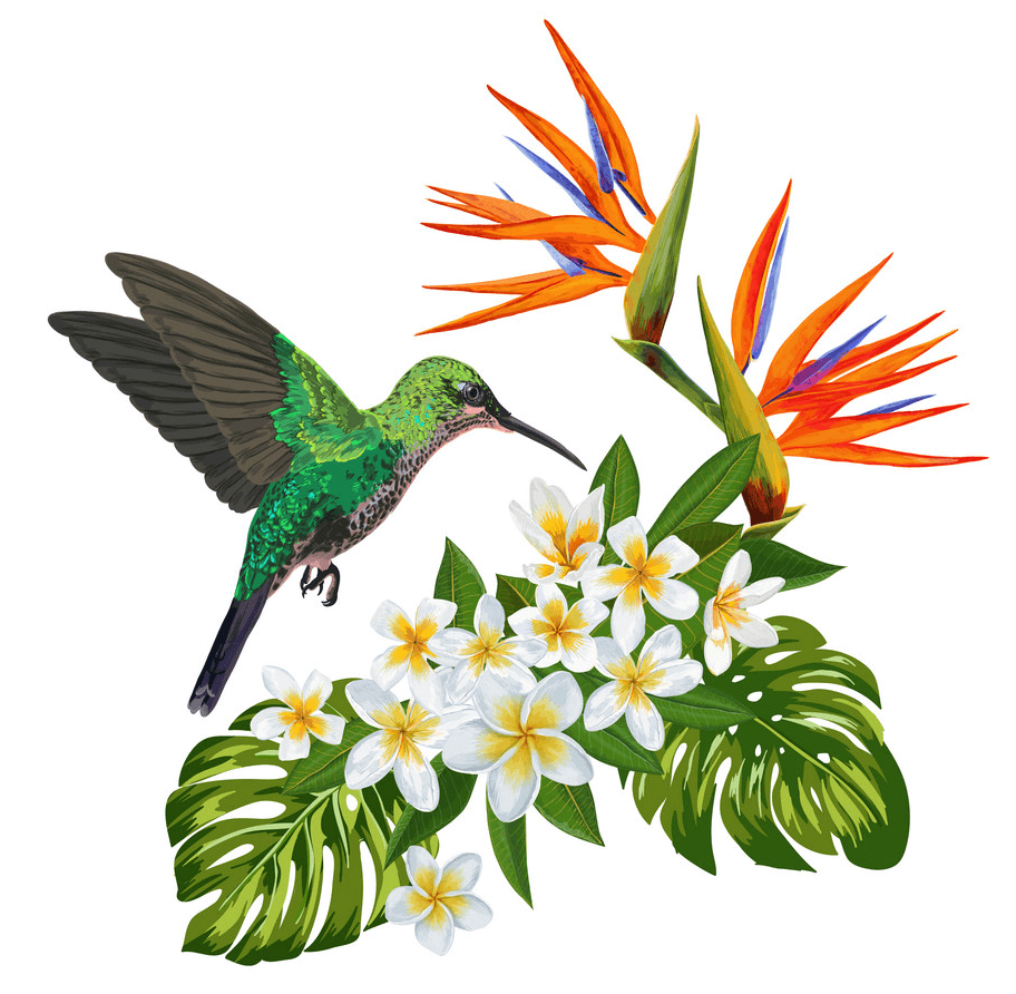 Hummingbird clipart 1