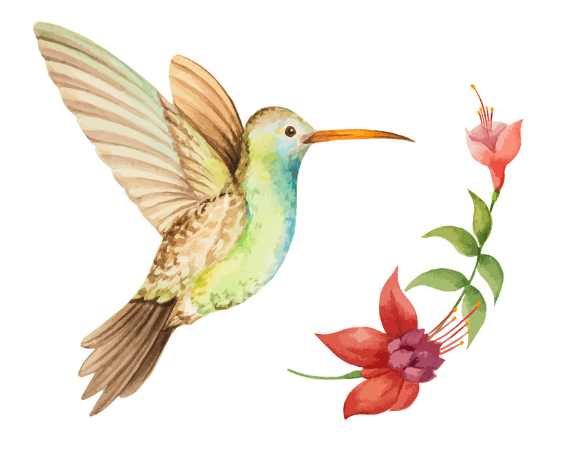 Hummingbird clipart 2