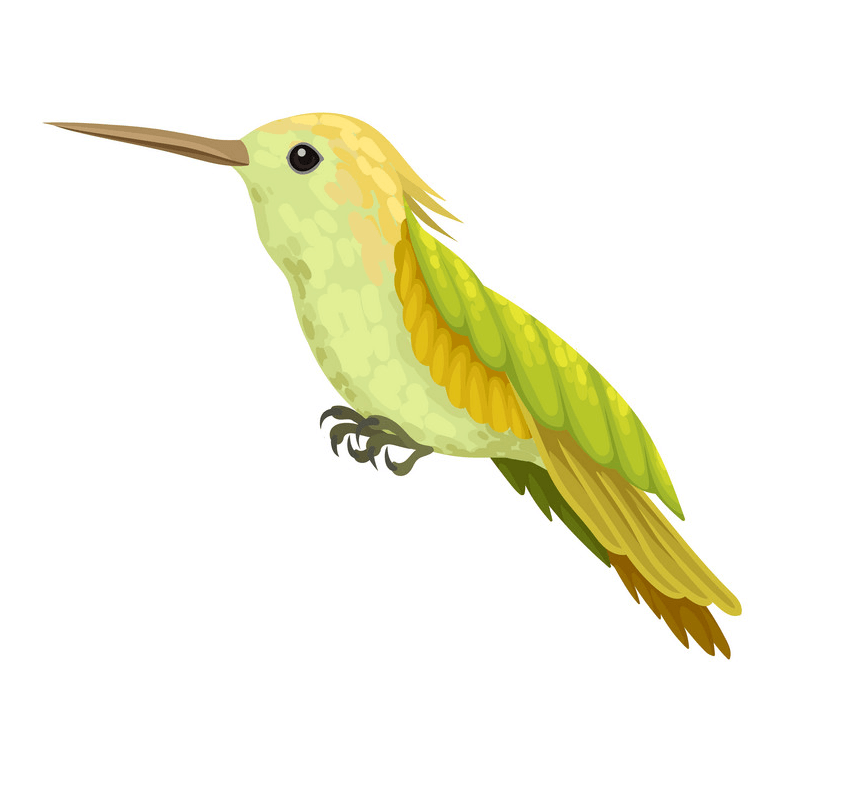 Lovely Hummingbird clipart