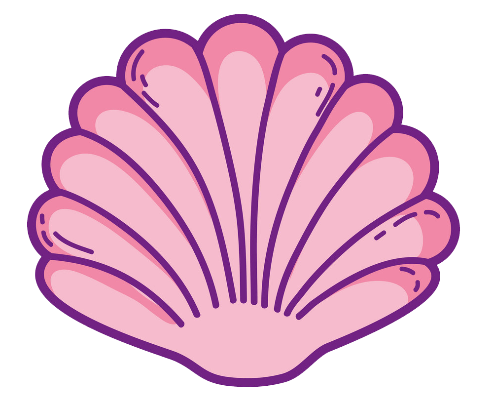 Lovely seashell clipart transparent