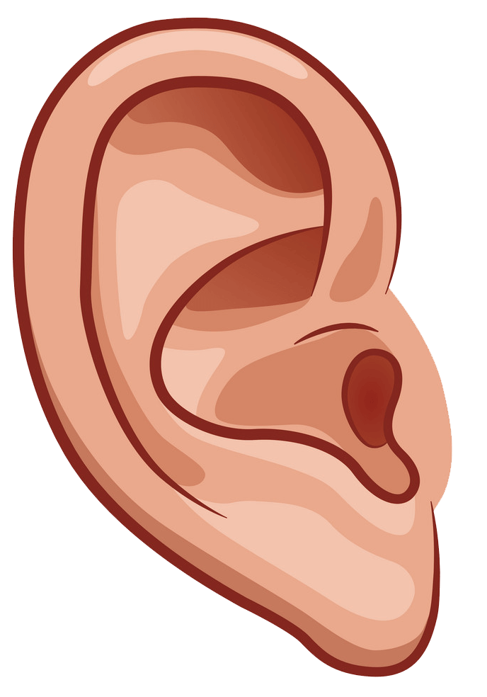 Normal Ear clipart transparent