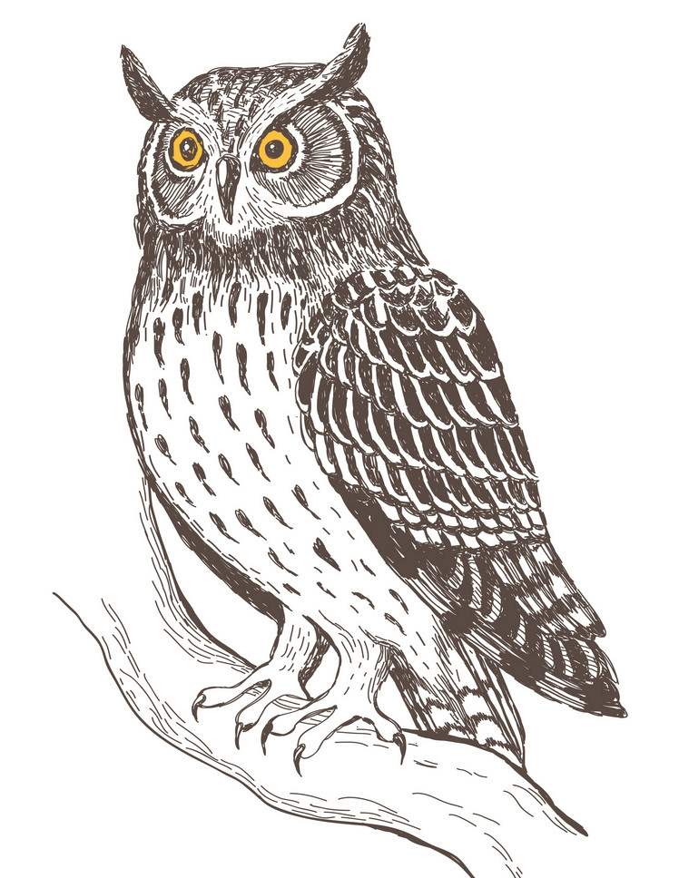 Owl Clipart