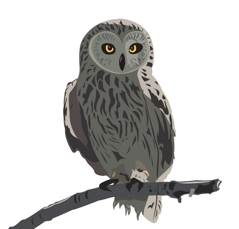 Owl on a Branch clipart
