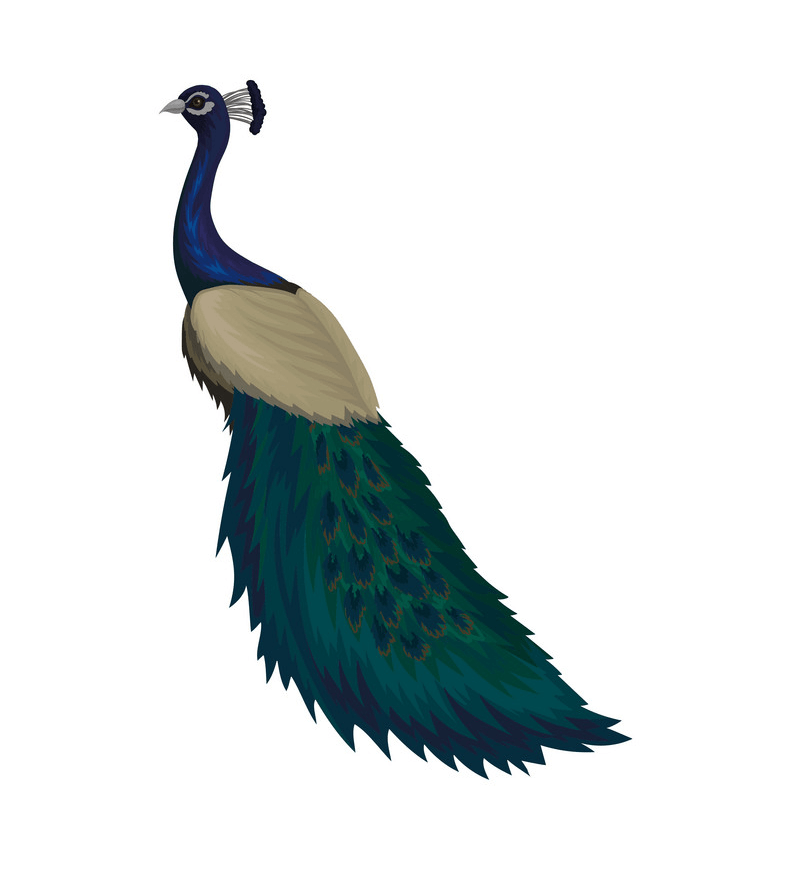 Peacock clipart 3