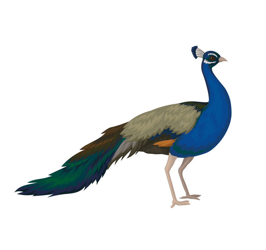 Peacock clipart 4