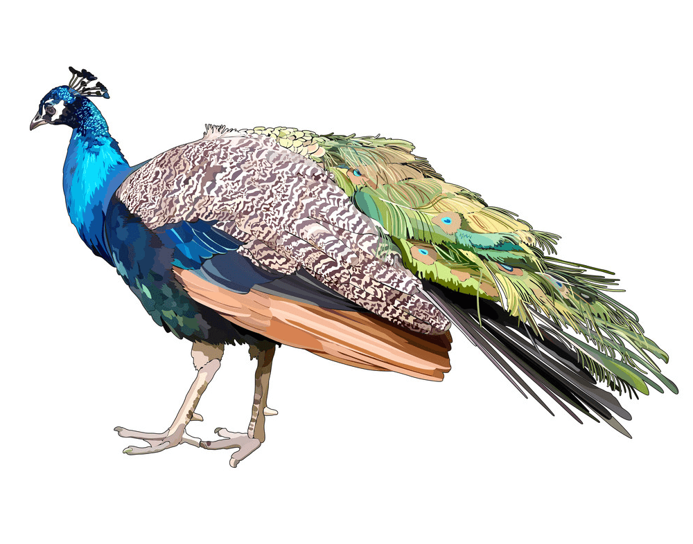 Peacock clipart 5