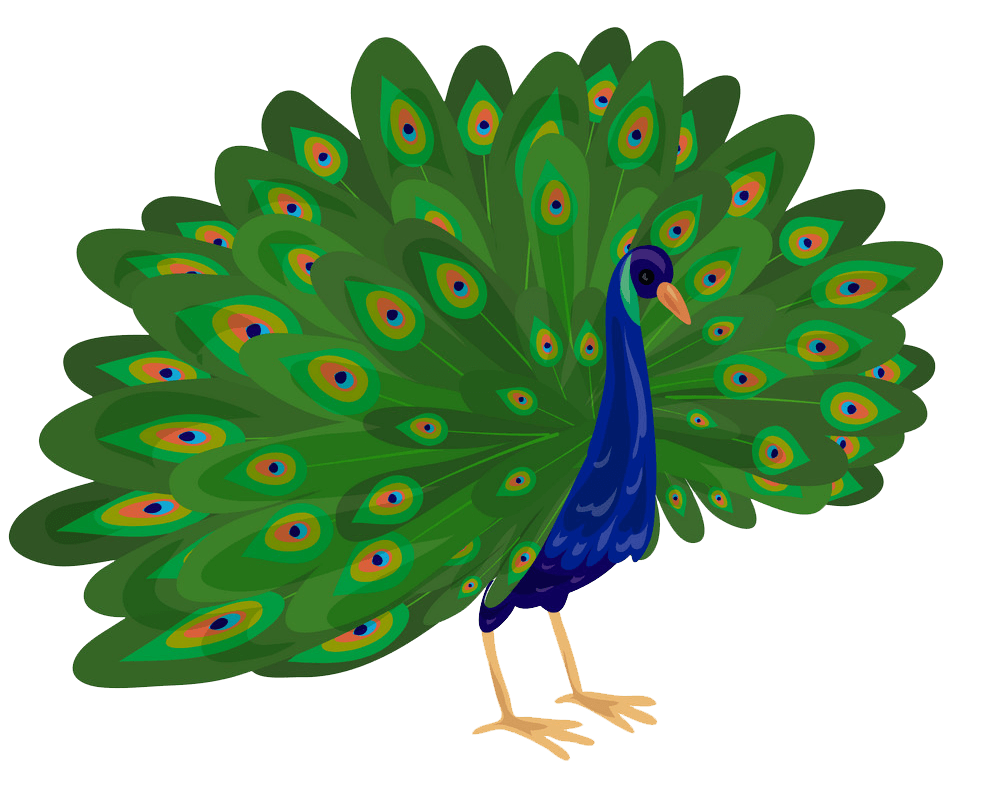 Peacock clipart transparent 1