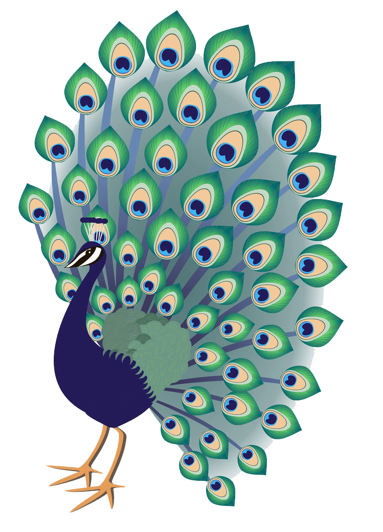 Peacock clipart transparent 3