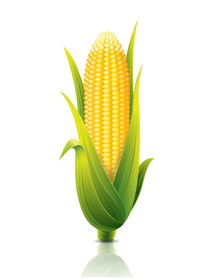 Realistic Corn clipart