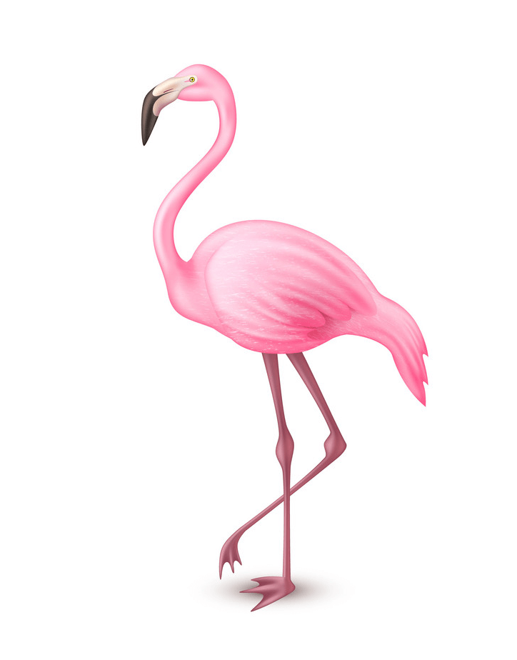 Realistic Flamingo clipart