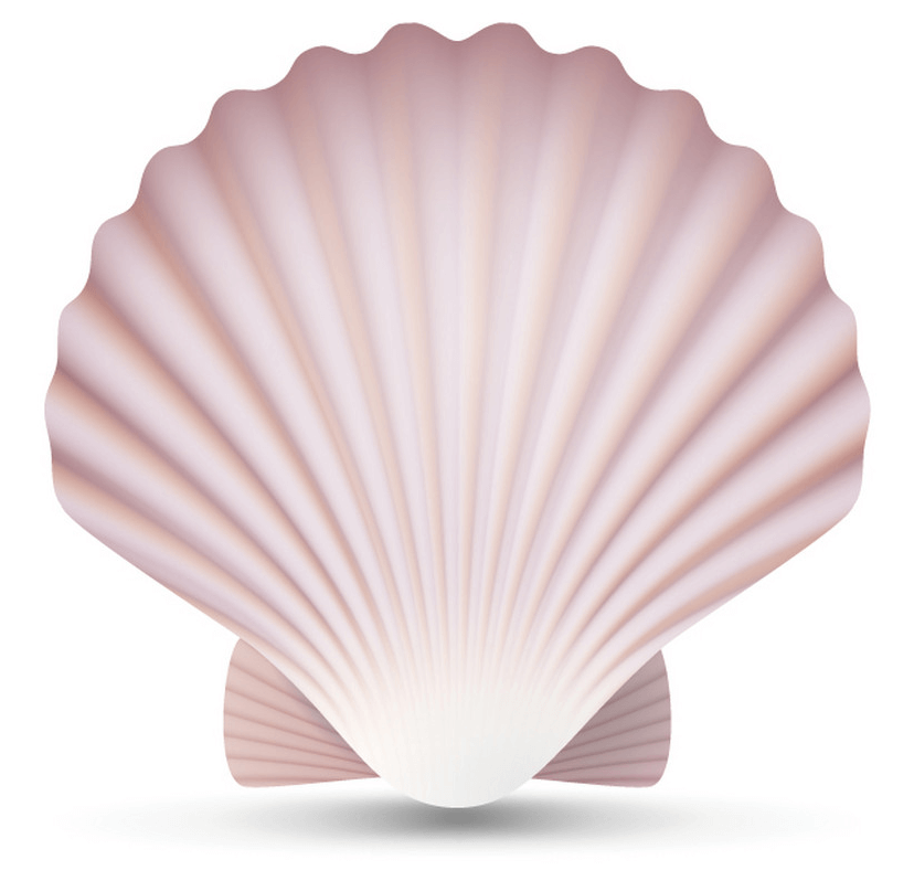 Seashell clipart 1