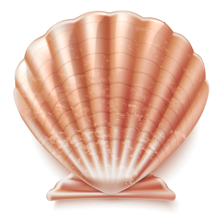 Seashell clipart 2