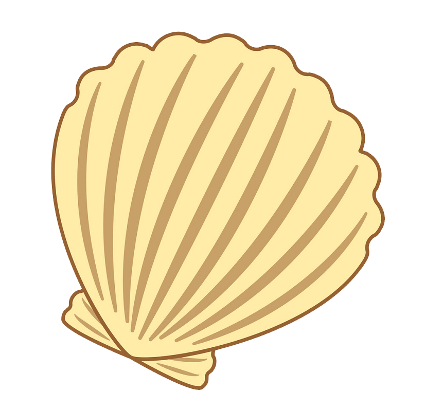 Seashell clipart transparent 1