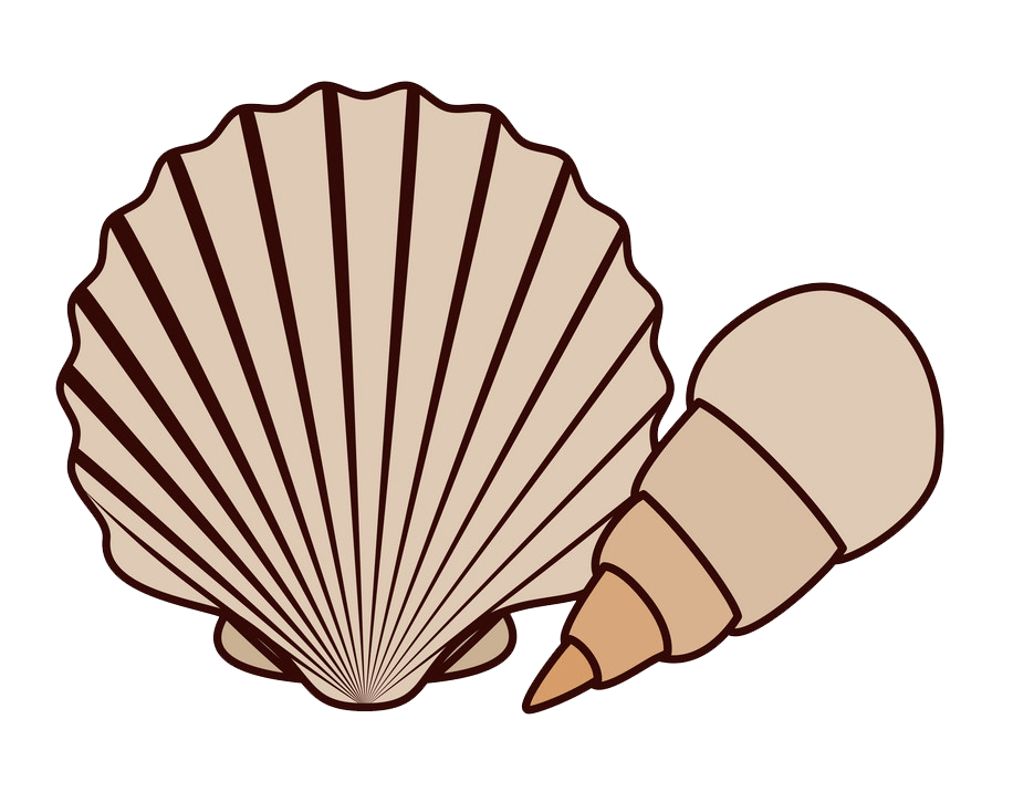 Seashell clipart transparent