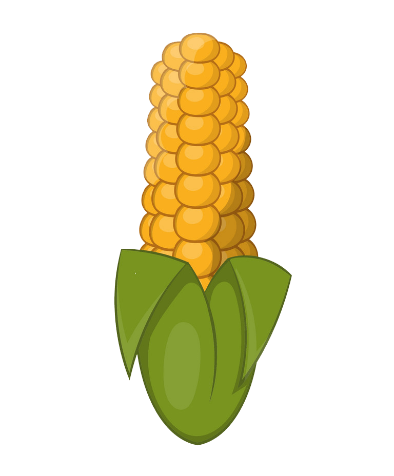 Simple Corn clipart transparent