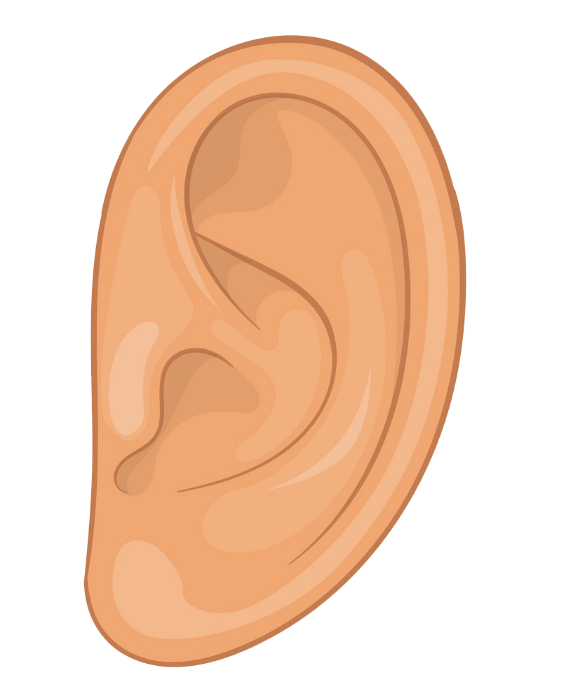 Simple Ear clipart transparent