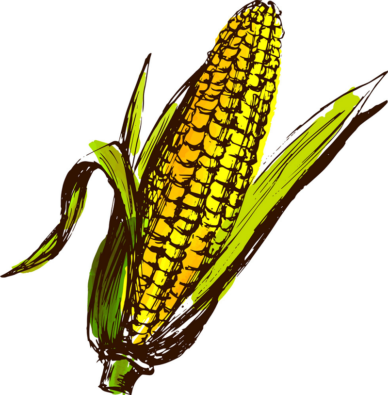 Sketch Corn clipart