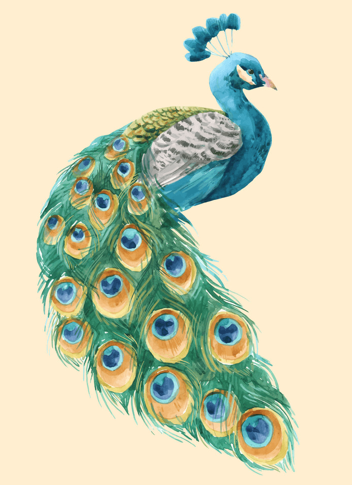 Watercolor Peacock clipart