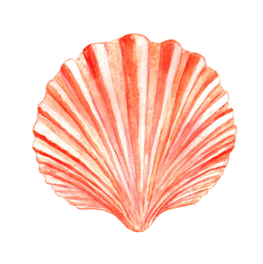 Watercolor seashell clipart 1