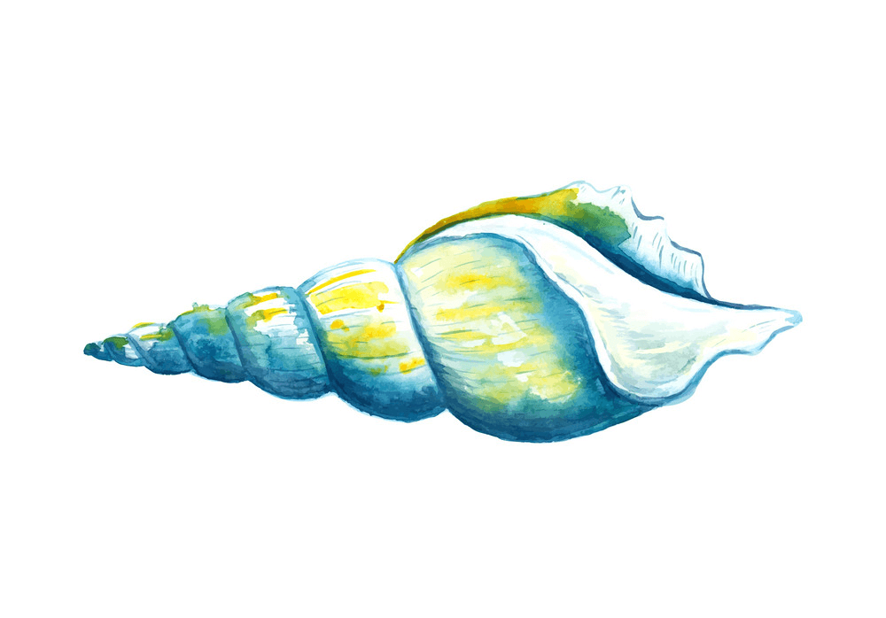 Watercolor seashell clipart 2