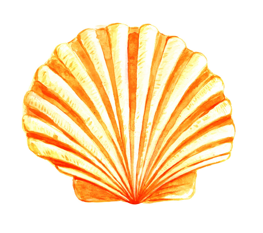 Watercolor seashell clipart