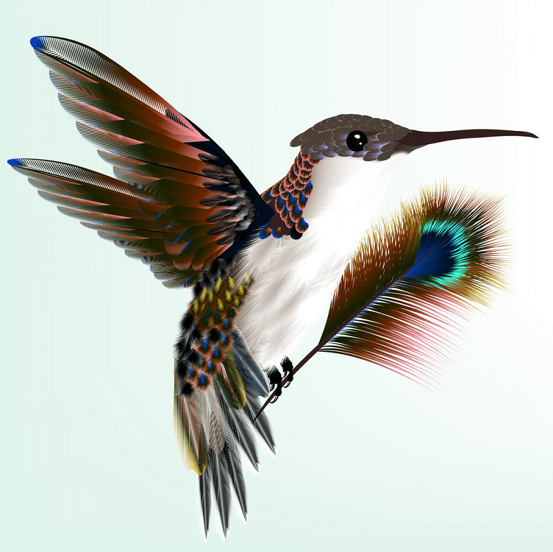 Wild Hummingbird clipart