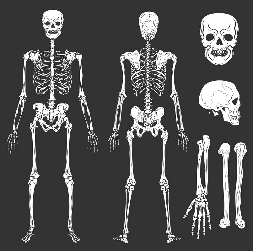 Bones and Skeleton clipart