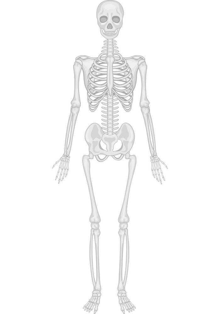 Human Skeleton clipart 1