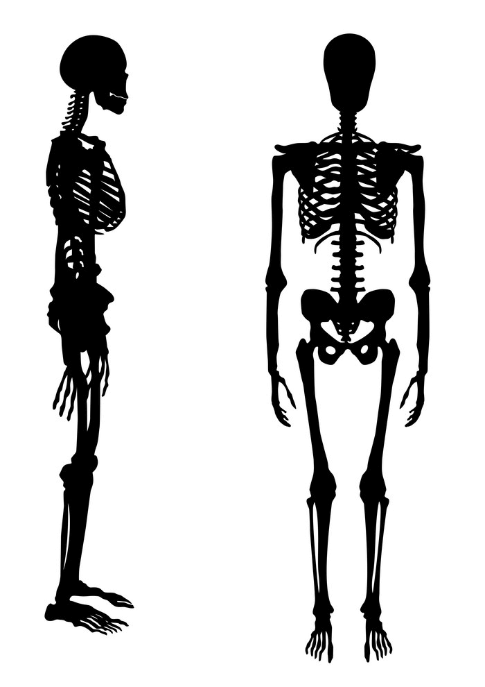 Human Skeleton clipart 2