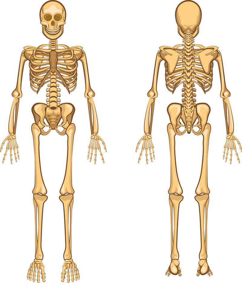 Human Skeleton clipart