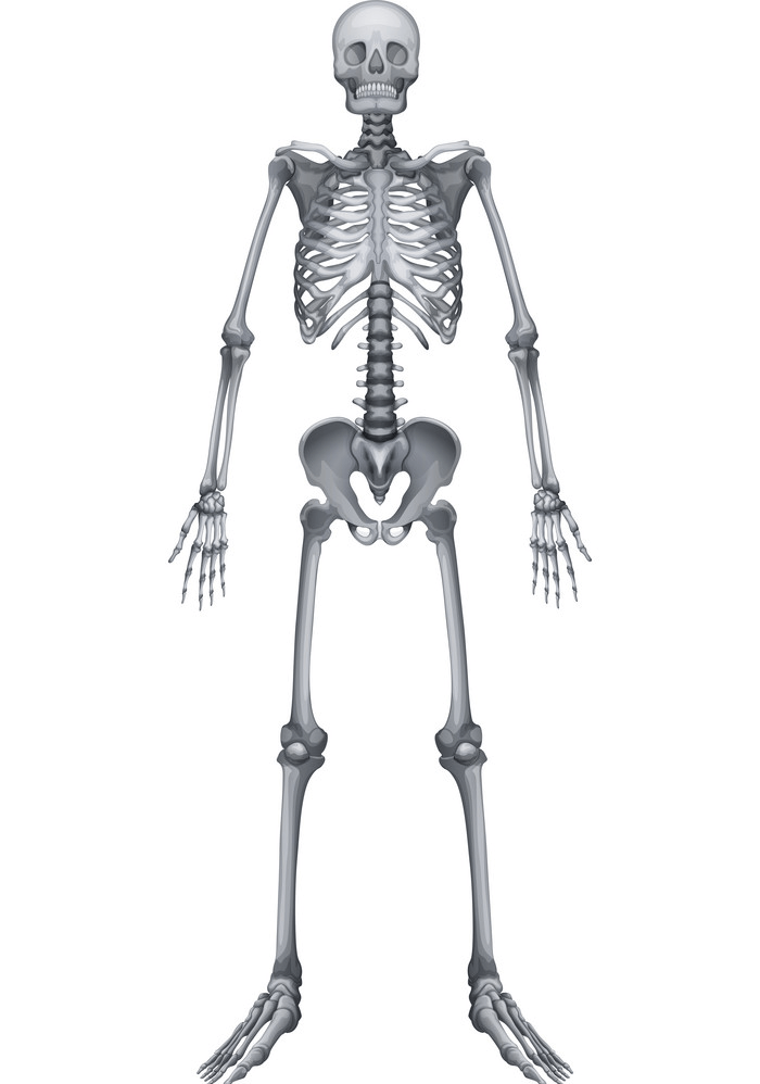 Normal Skeleton clipart