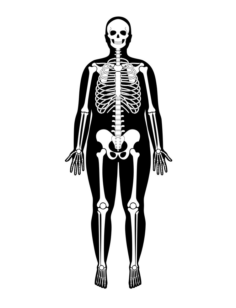 Skeleton Anatomy clipart