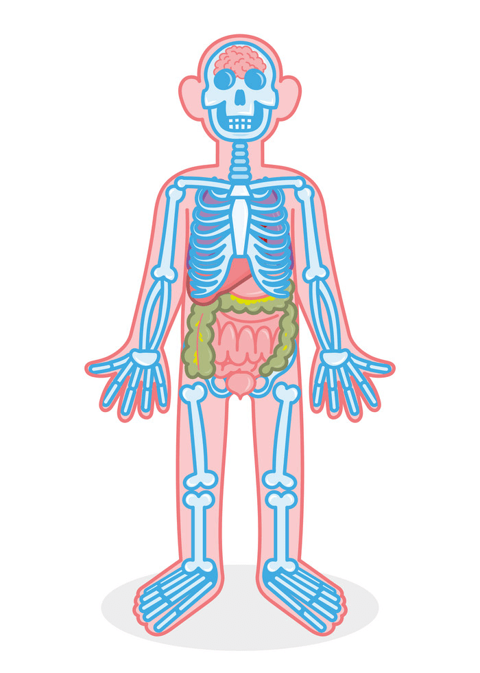 Skeleton and Organs clipart