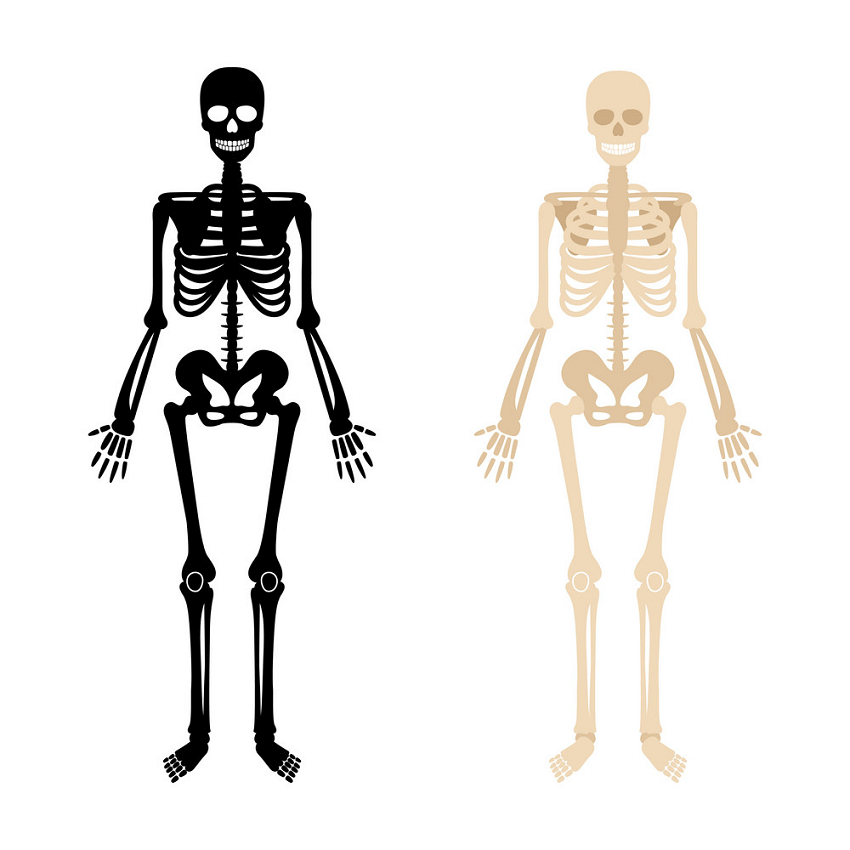 Skeleton clipart 2