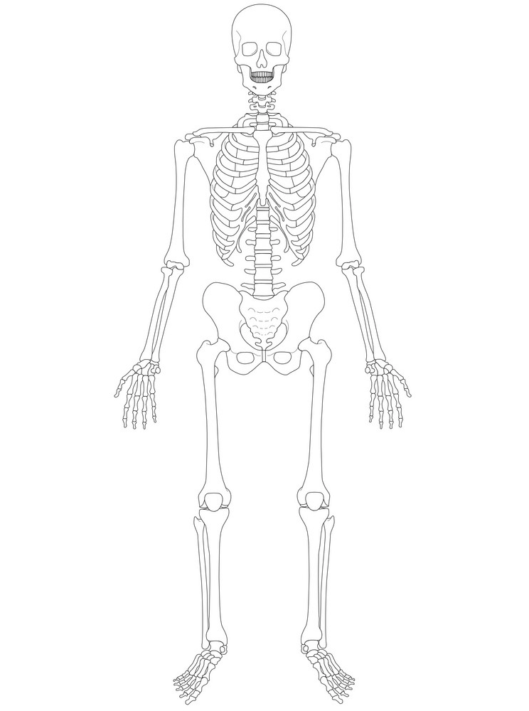 Skeleton clipart 5