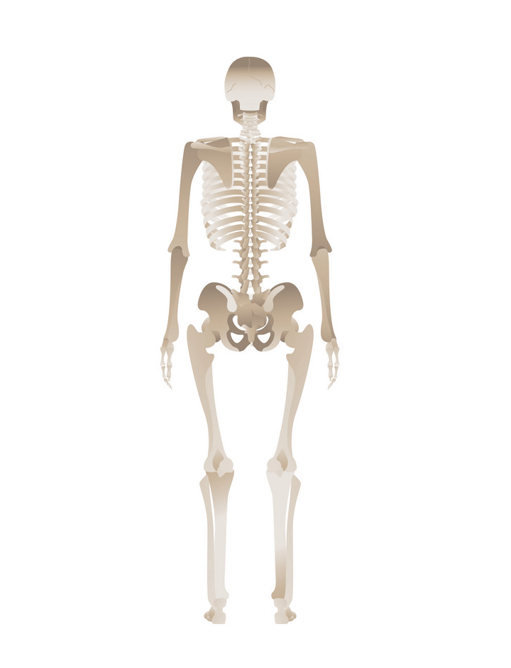 Skeleton clipart 6