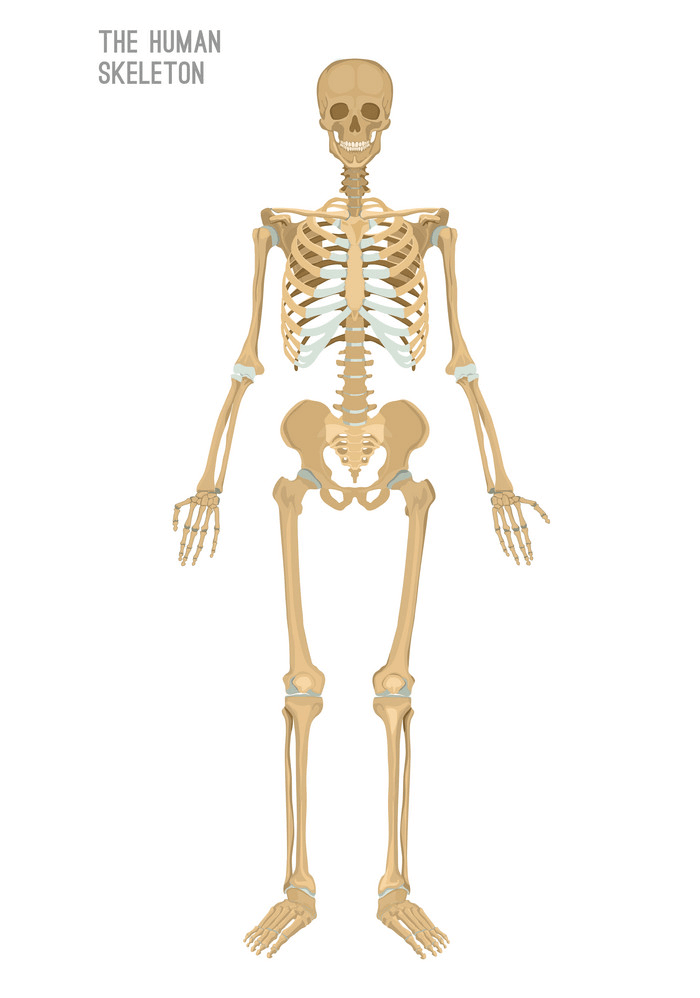 The Human Skeleton clipart