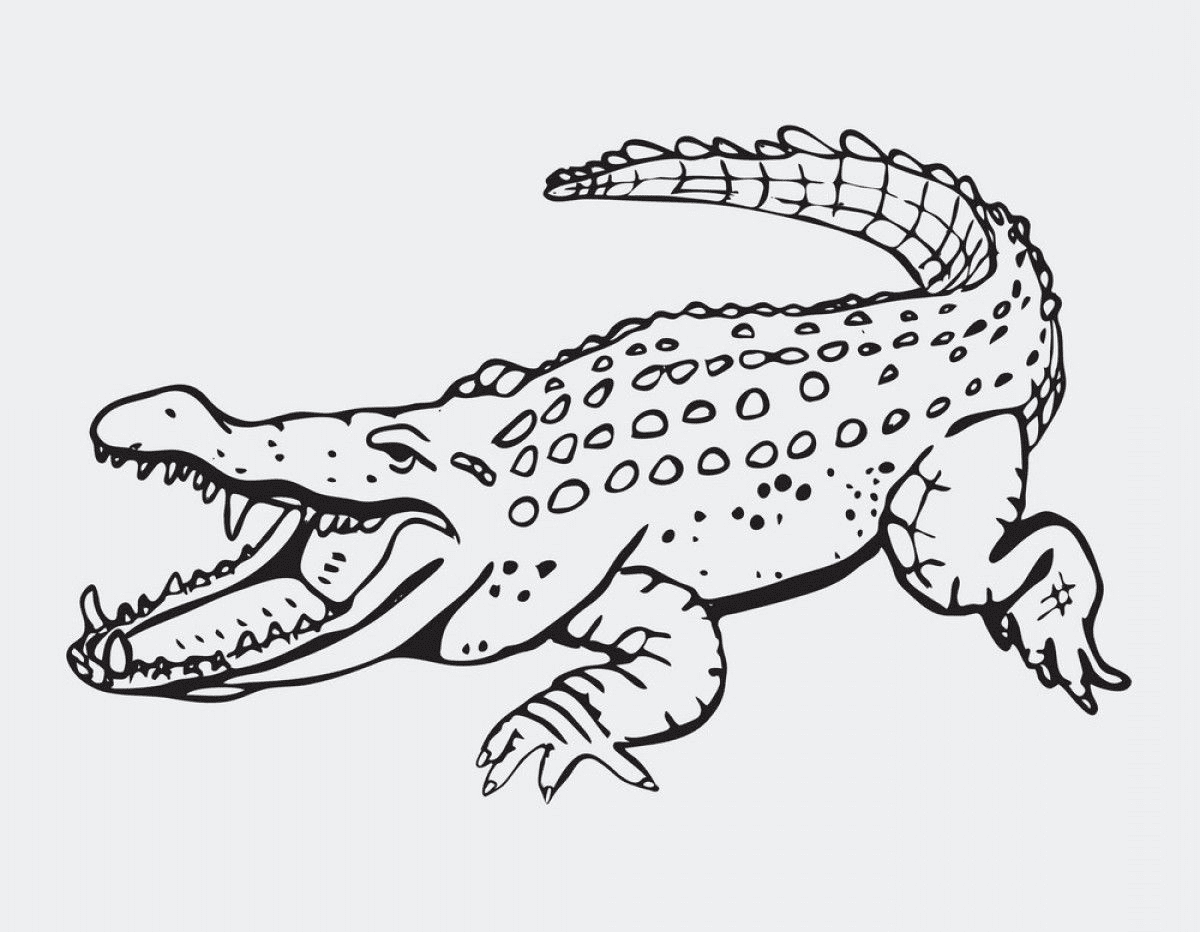 Alligator Clipart Black and White 1