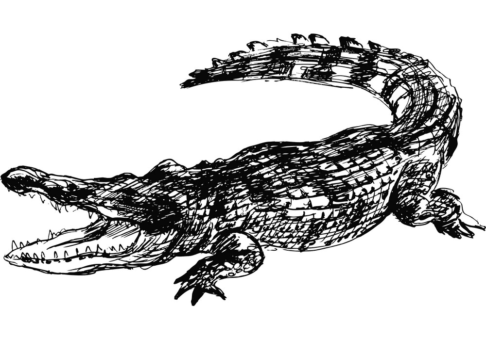 Alligator Clipart Black and White 5