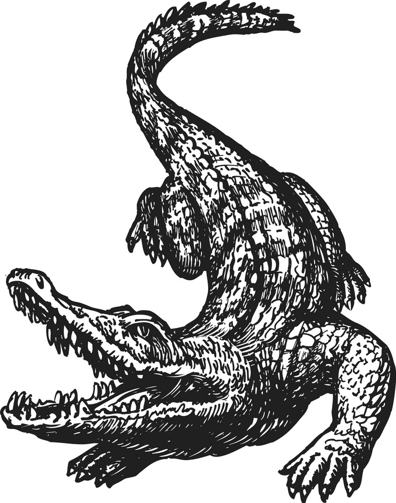 Alligator Clipart Black and White 6