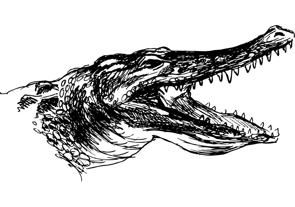 Alligator Clipart Black and White 7