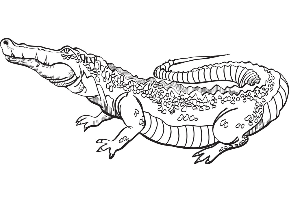 Alligator Clipart Black and white