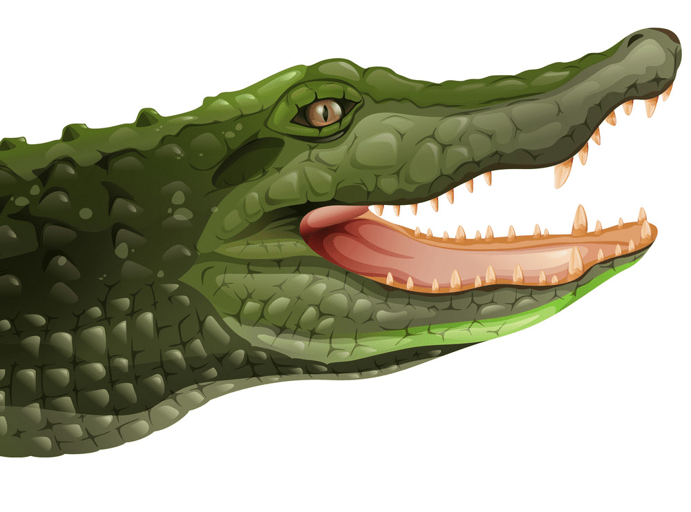 Alligator clipart 7