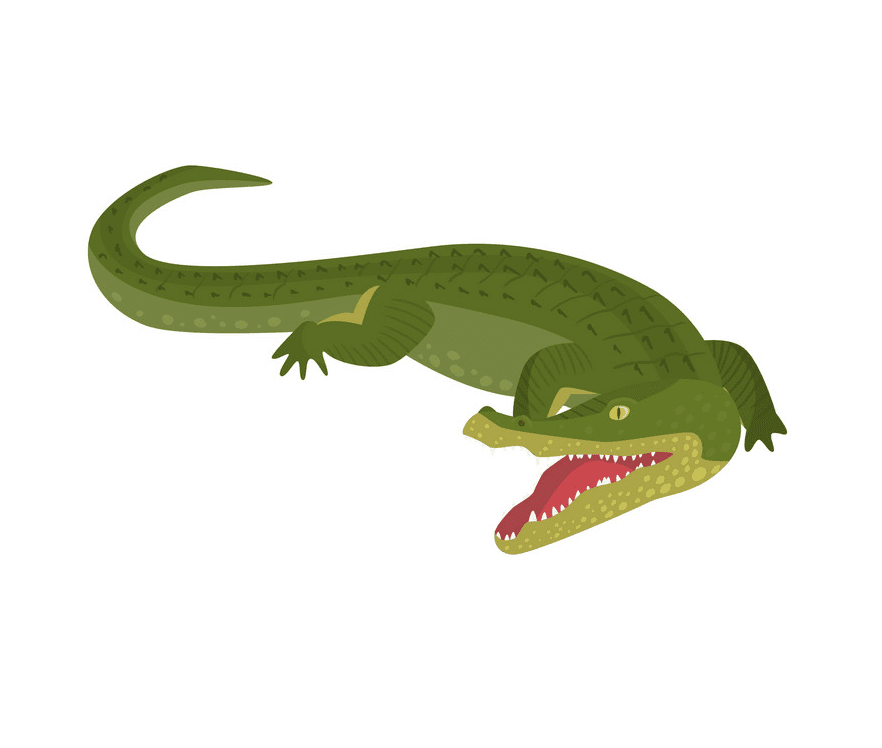 Alligator clipart png