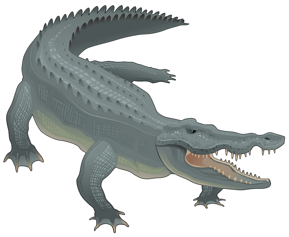 Alligator clipart transparent