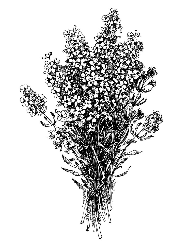 Bouquet Lavender Clipart Black and White