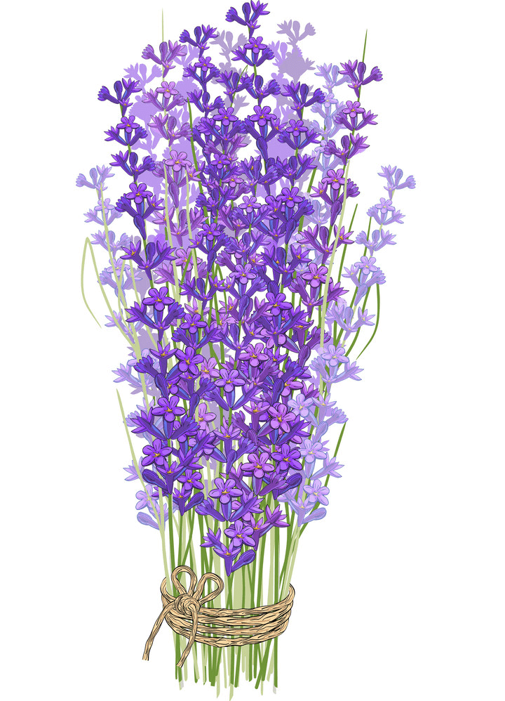 Bouquet of Lavender clipart